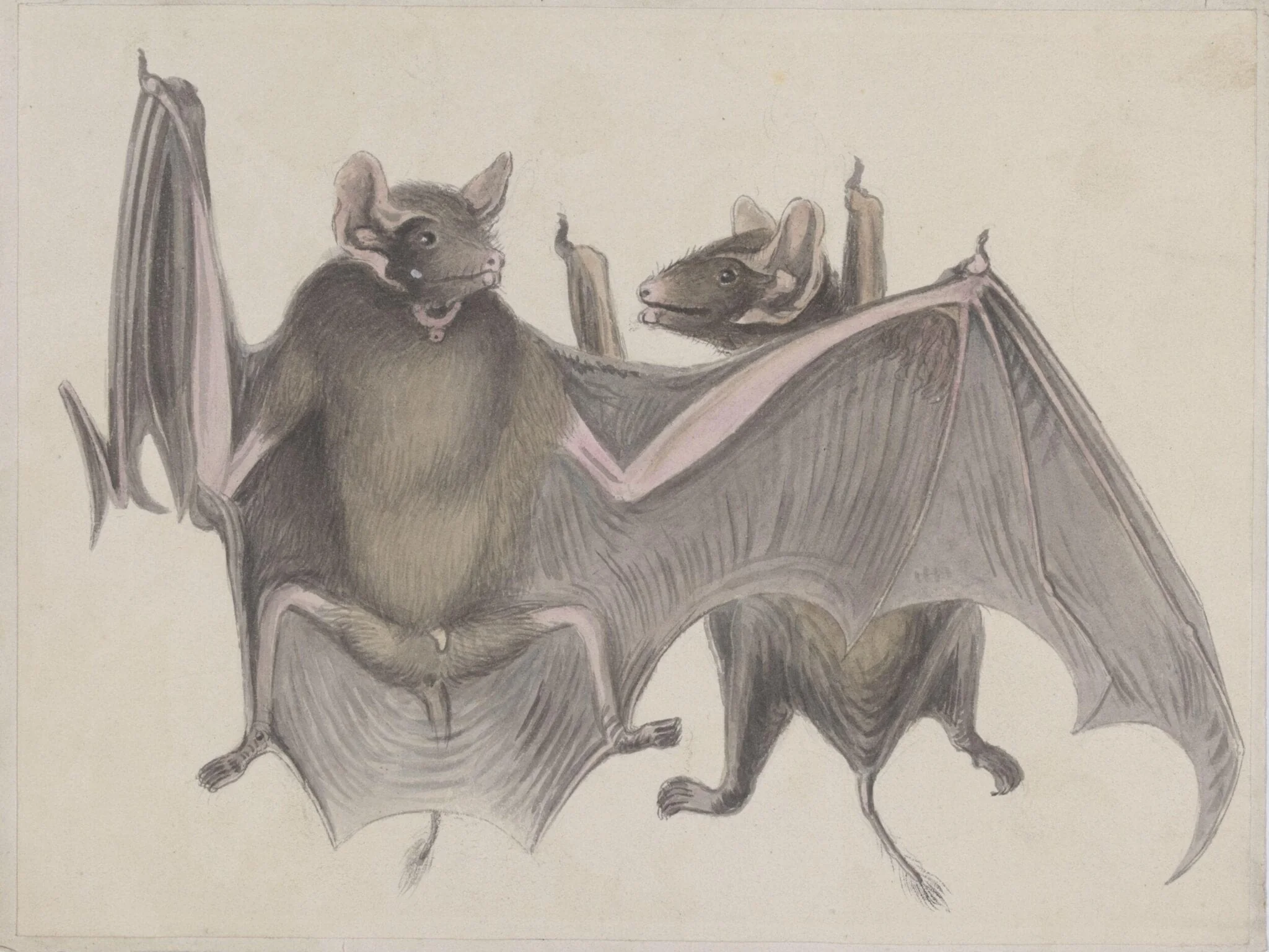 Two bats., detail