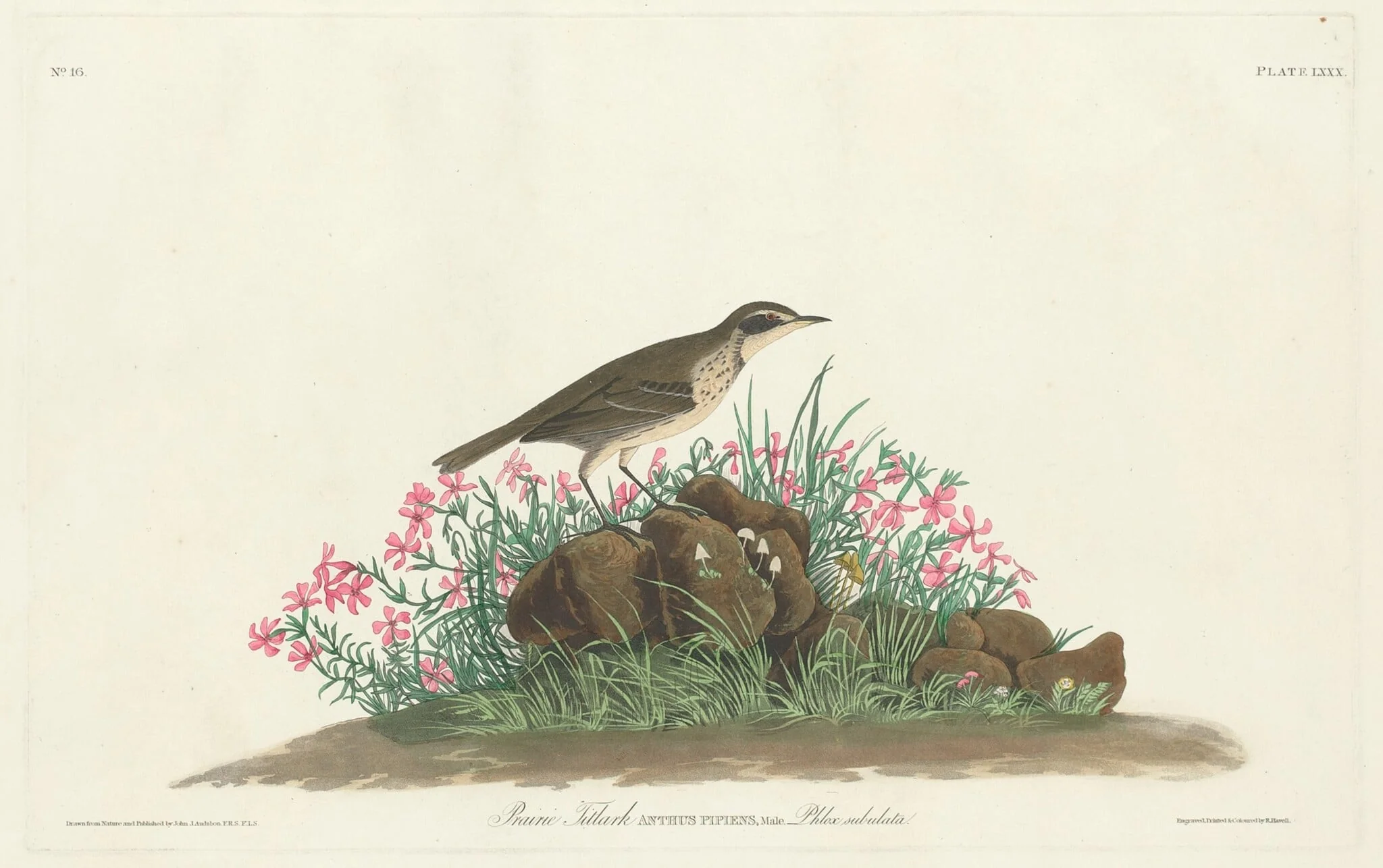 Prairie Titlark, detail