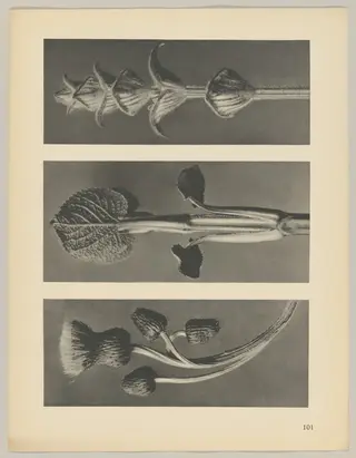 a Cirsium canum; b Phlomis umbrosa; c salvia, by Karl Blossfeldt, 1928