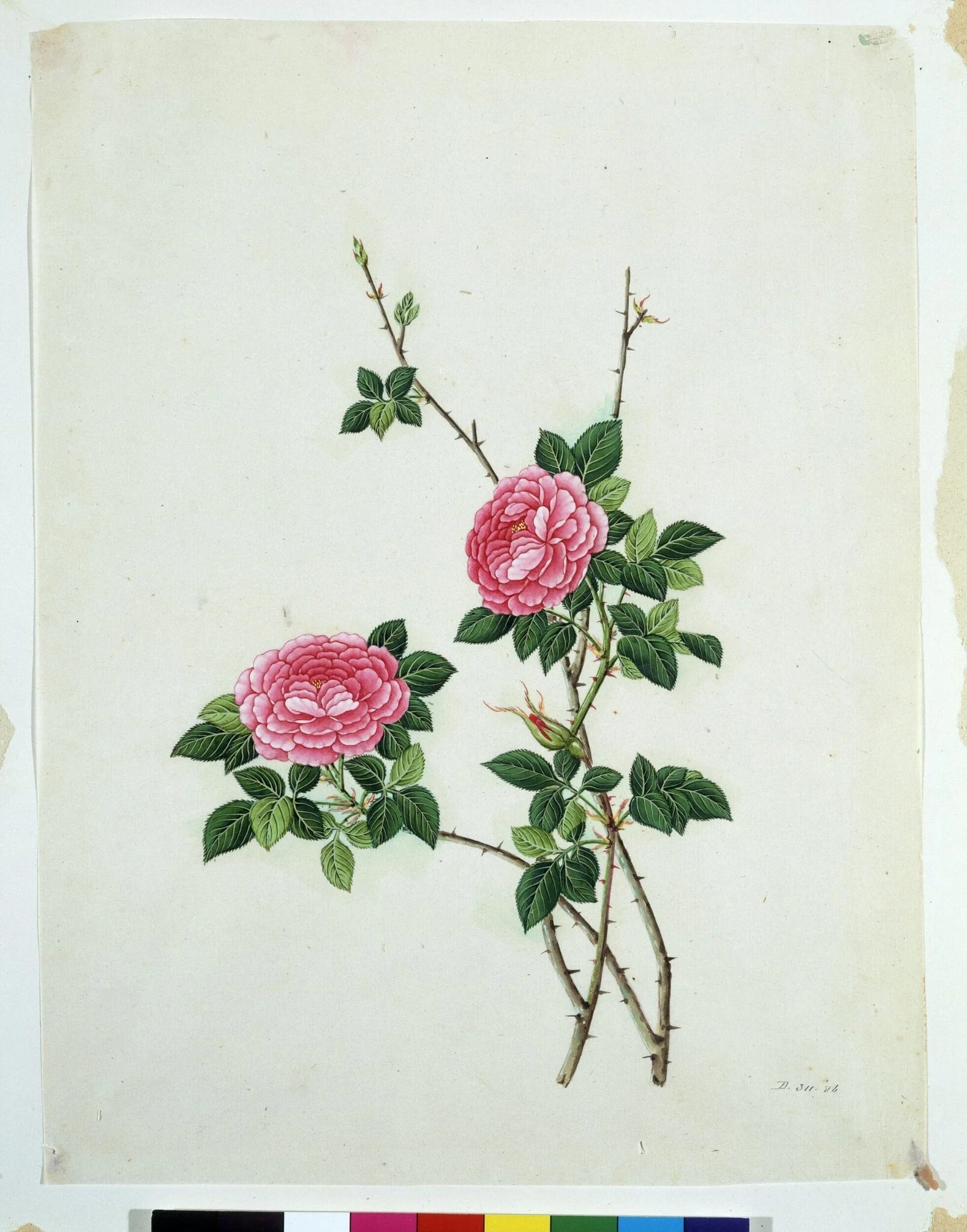 Chinese Rose, detail