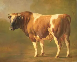 Study of a Bull, by Jacques Raymond Brascassat, oil, 1830