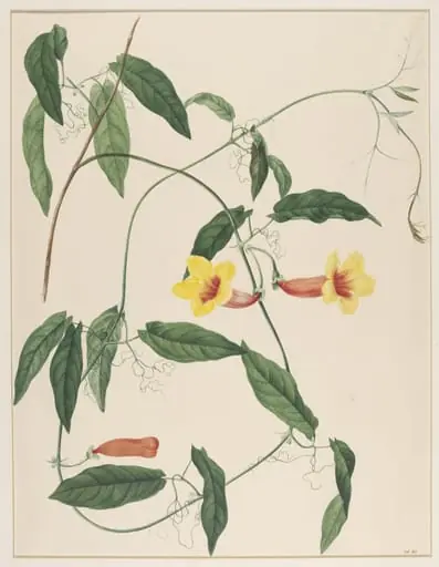 Bignonia Capreolata, by Johann Knapp, watercolor