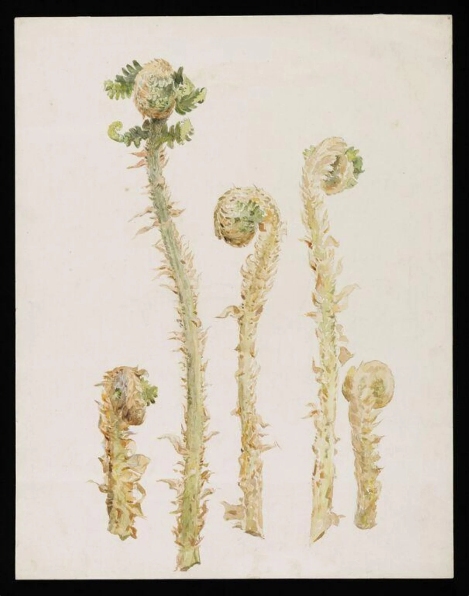 Studies of hart's-tongue fern, detail