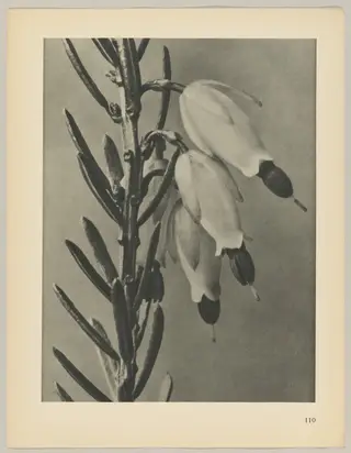 Erica herbacea, by Karl Blossfeldt, 1928