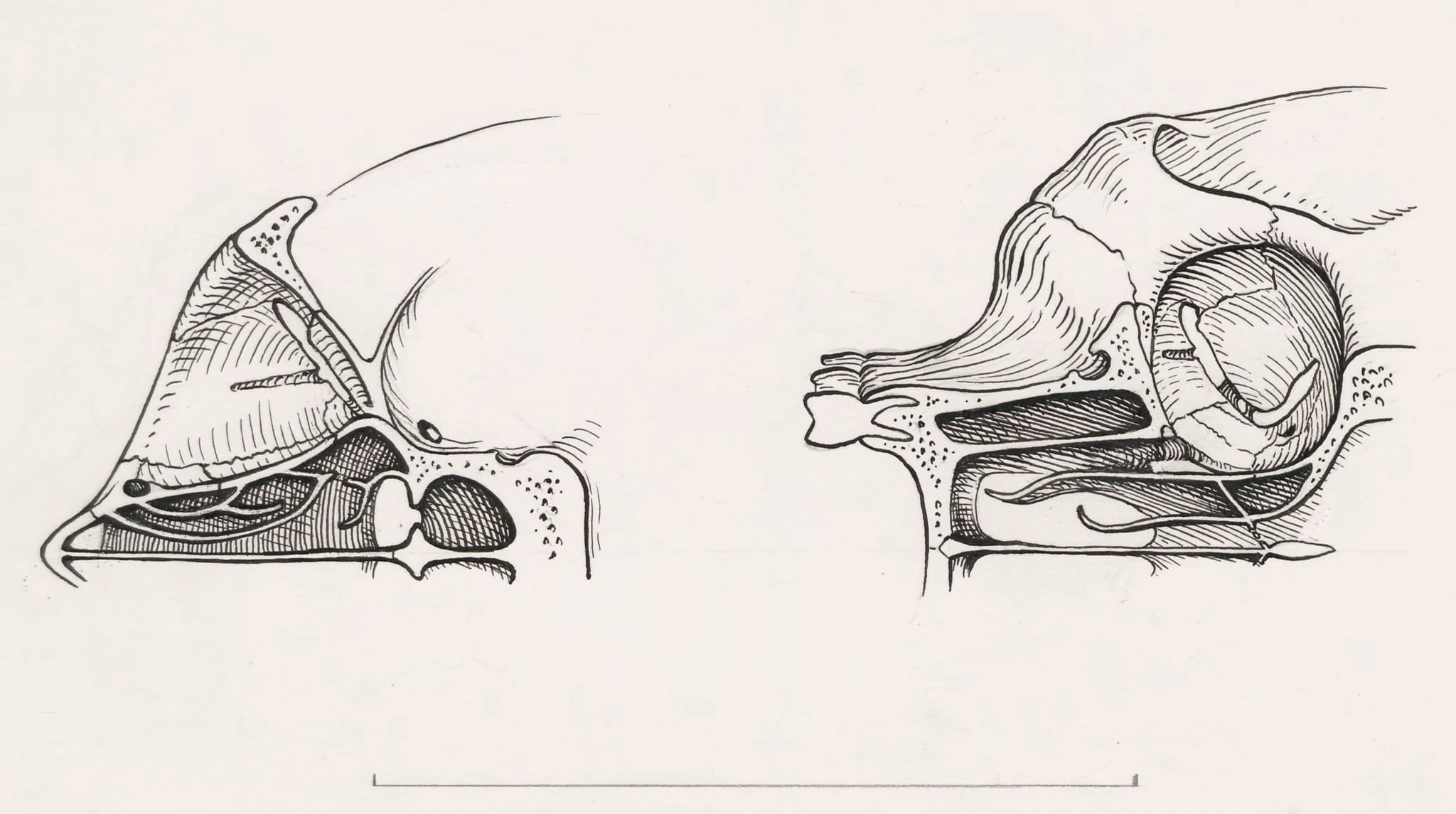 Cross section of the palate and/or nasal cavity of a human and a mammal, detail