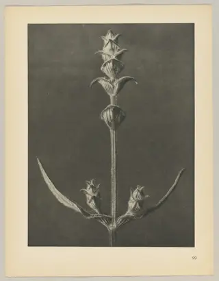 Salvia, by Karl Blossfeldt, 1928