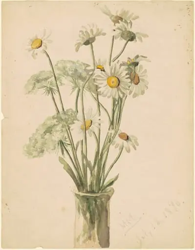 Daisies and Queen Ann's Lace, by Marietta Minnigerode Andrews, graphite, 1890