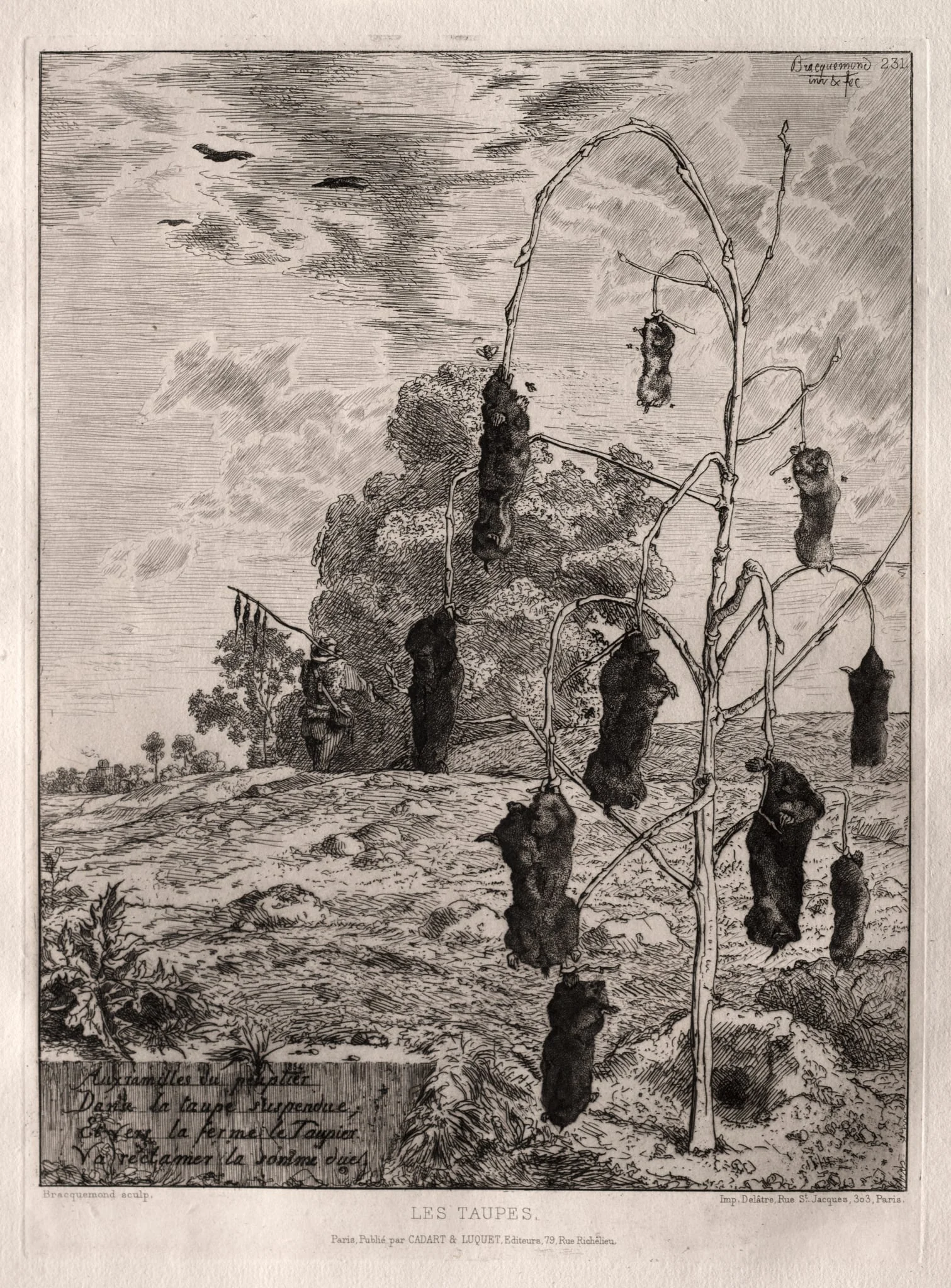 Moles, detail