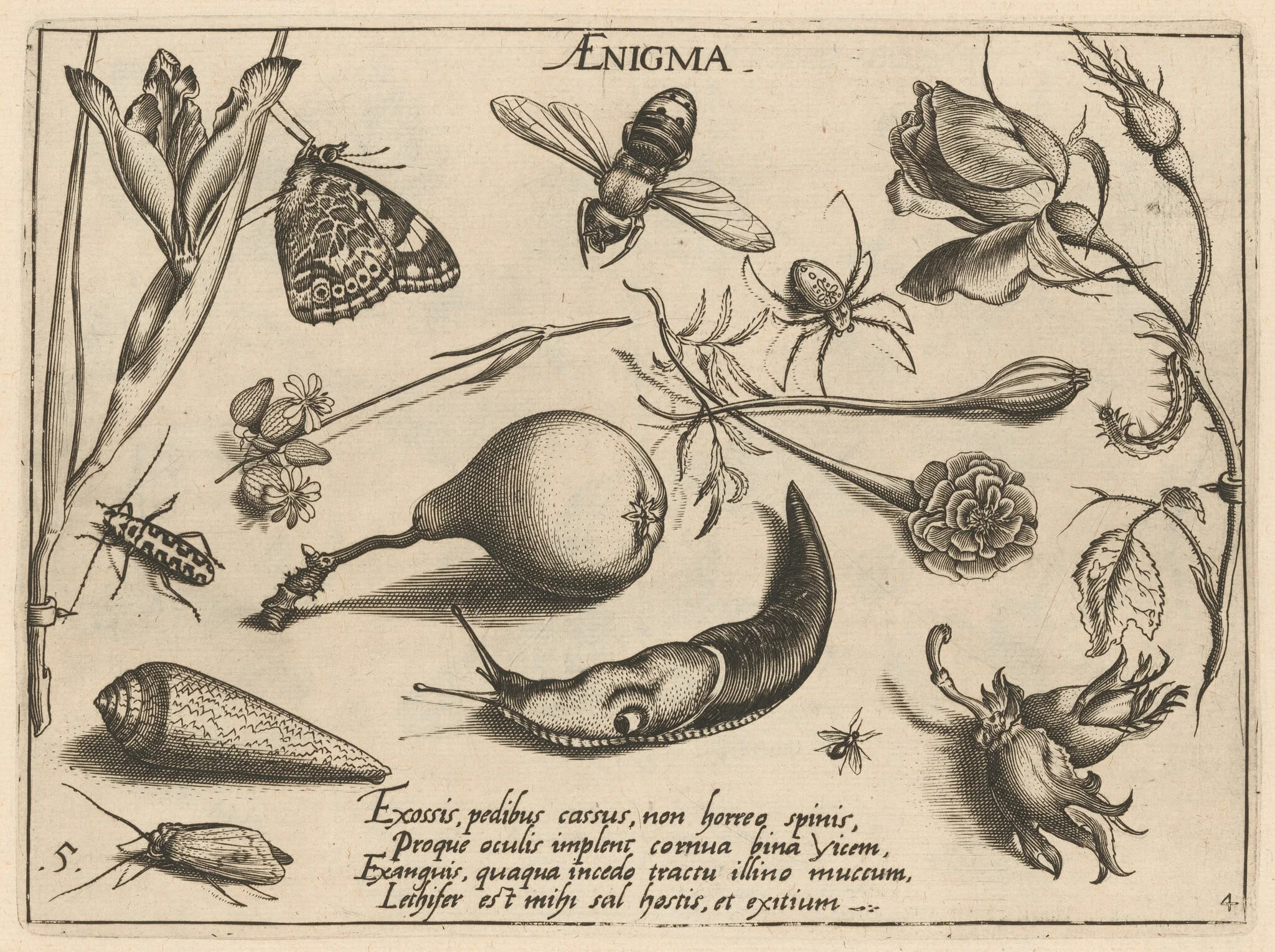 Archetypa studiaque patris Georgii Hoefnagelii [Part 4, Plate 5], detail