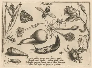 Archetypa studiaque patris Georgii Hoefnagelii [Part 4, Plate 5], by Jacob Hoefnagel, ink, 1592
