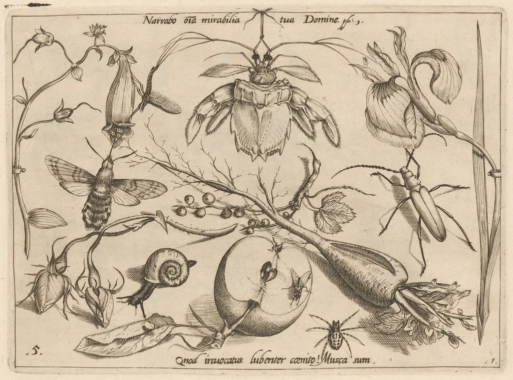 Archetypa studiaque patris Georgii Hoefnagelii [Part 1, Plate 5], by Jacob Hoefnagel, ink, 1592