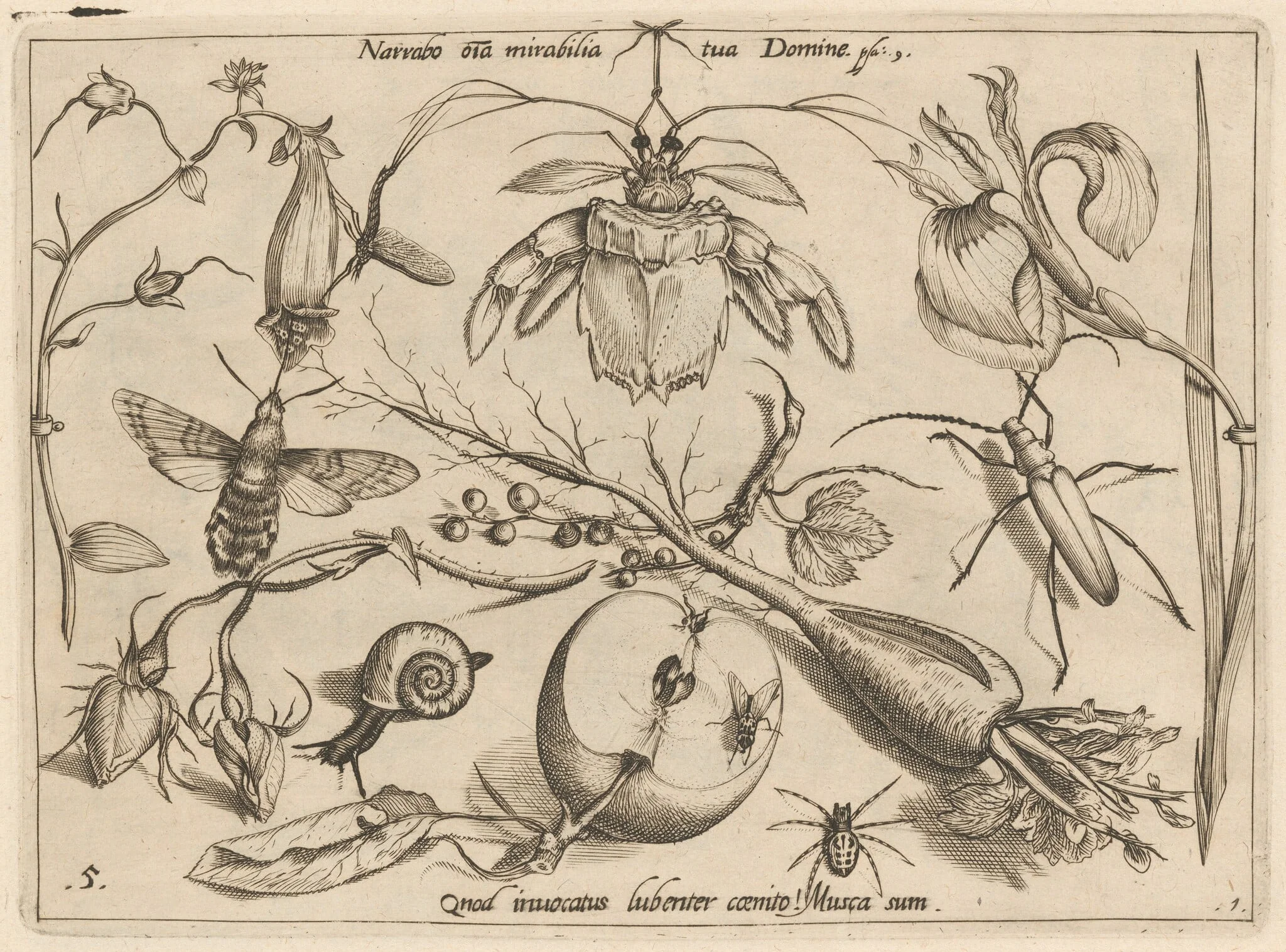 Archetypa studiaque patris Georgii Hoefnagelii [Part 1, Plate 5], detail