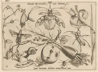 Archetypa studiaque patris Georgii Hoefnagelii [Part 1, Plate 5], by Jacob Hoefnagel, ink, 1592