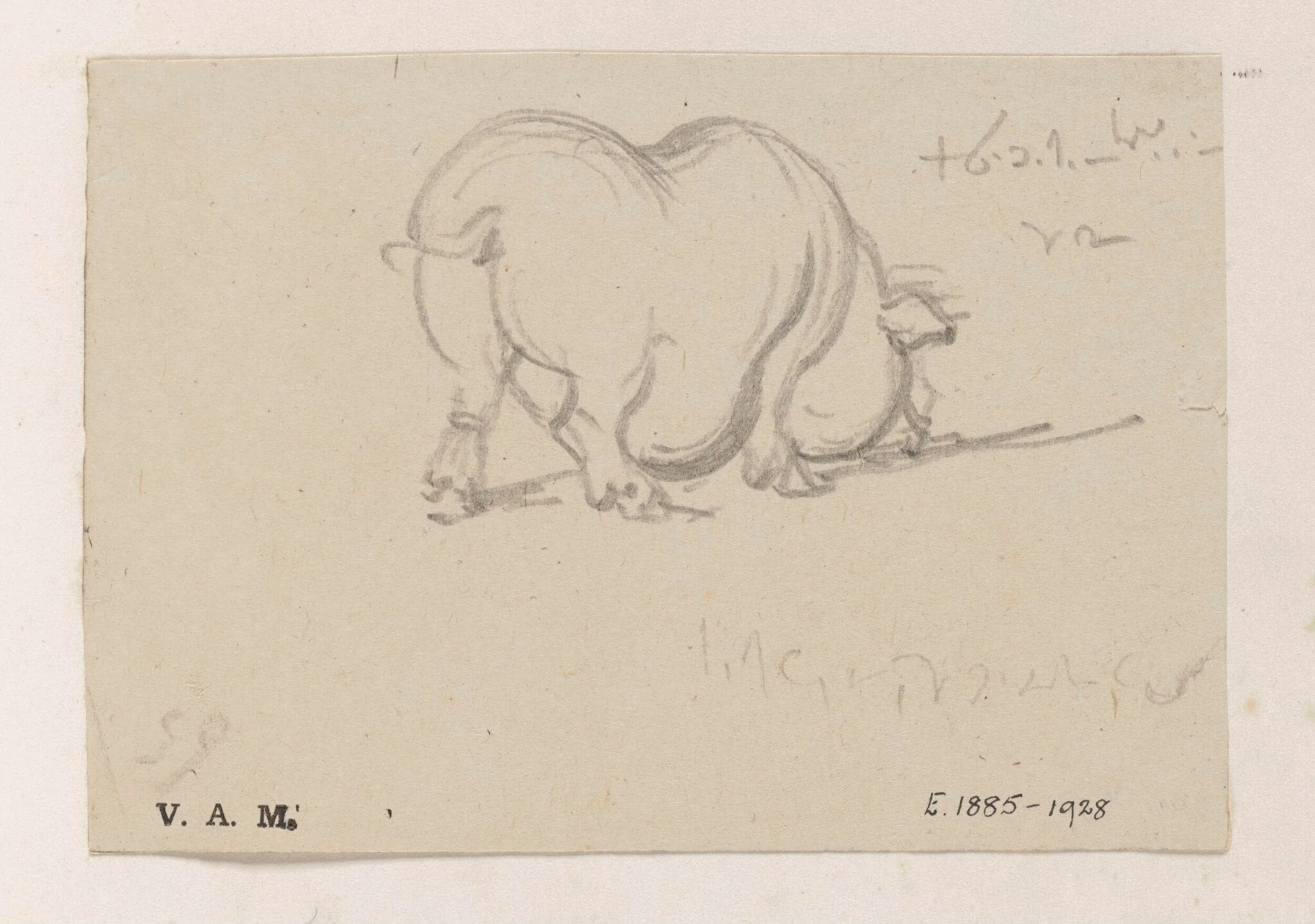 A study of a pig, detail