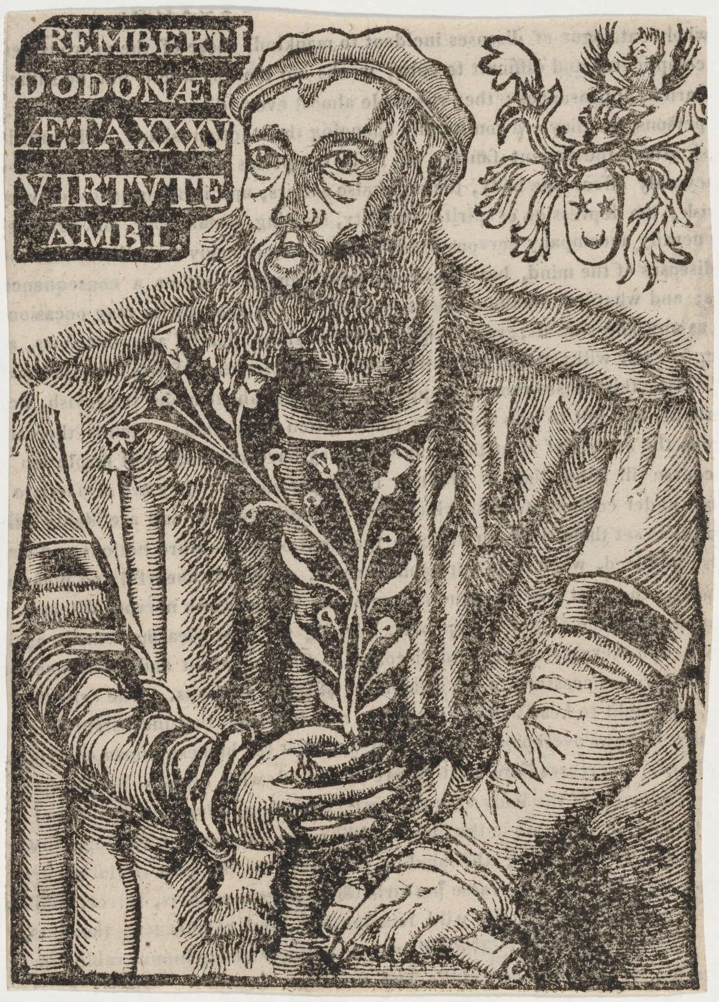 Rembret Dodoens, detail
