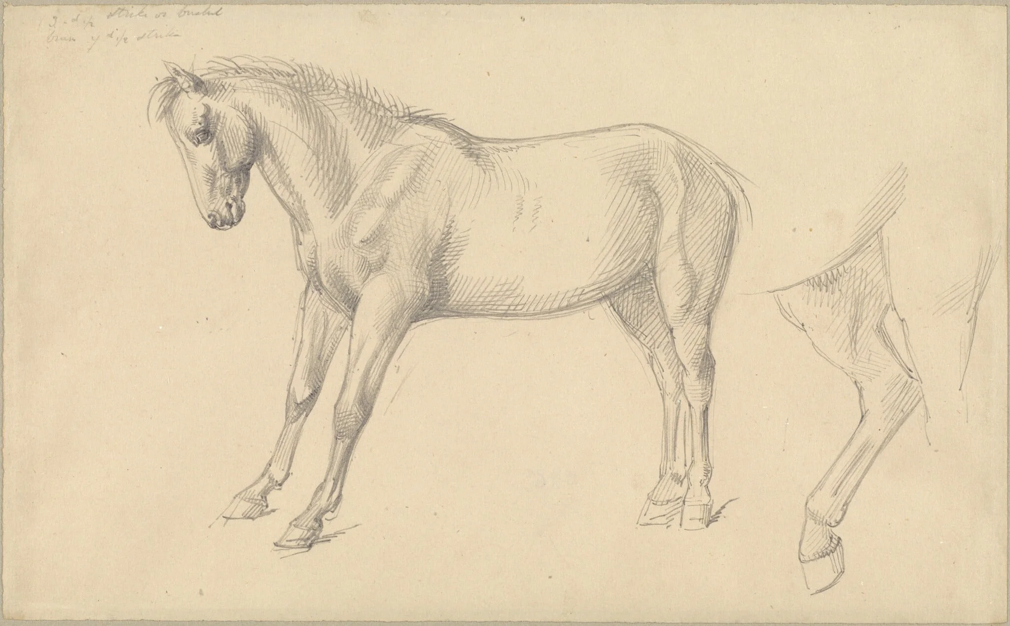 Studies of a Pony, detail