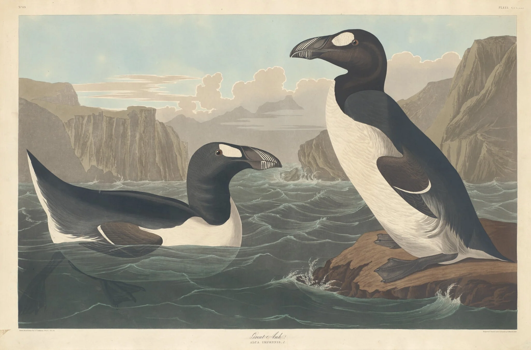 Great Auk, detail