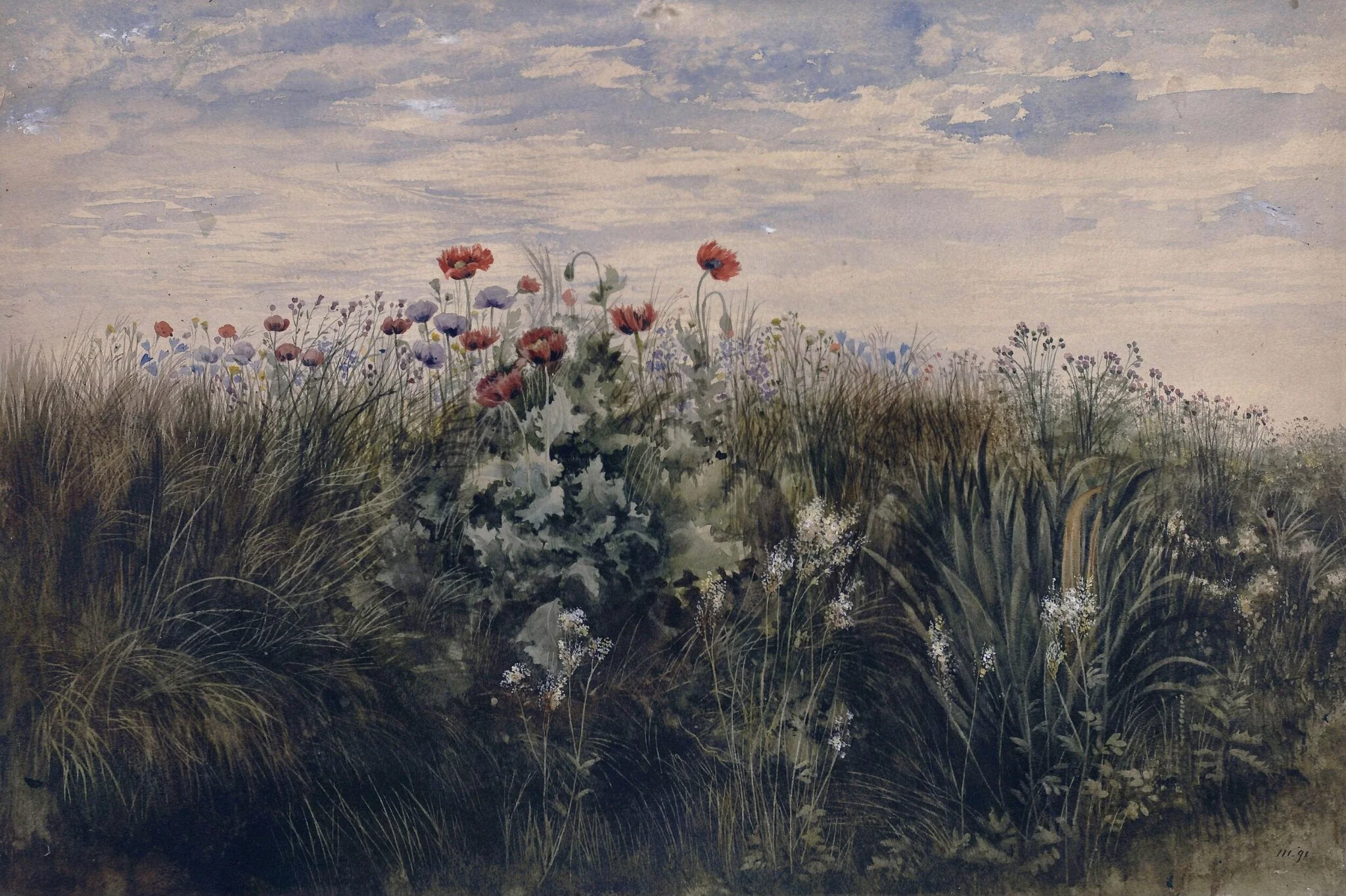 Summer wildflowers : Study from Nature, detail