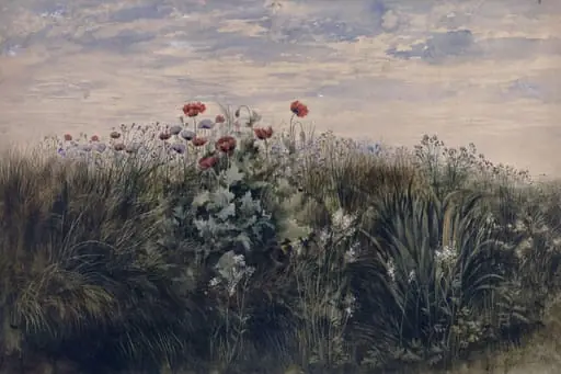 Summer wildflowers : Study from Nature, by Nicholl, watercolor, 1825