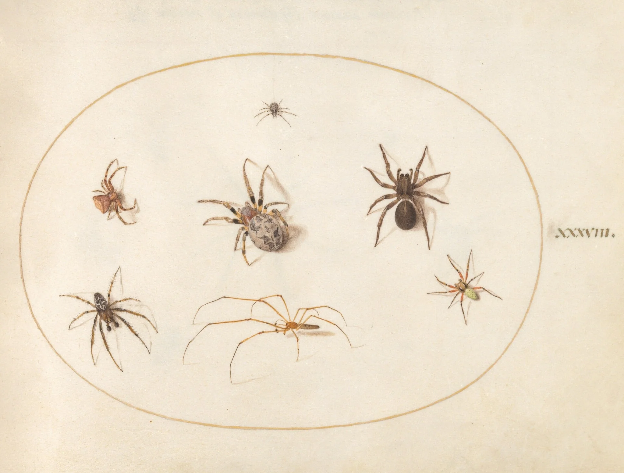 Plate 38: Seven Spiders, detail