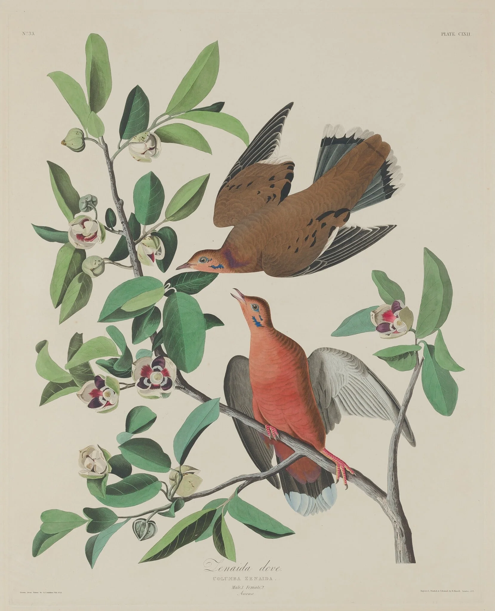 Zenaida Dove, detail