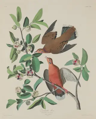 Zenaida Dove, by Havell, Jr., Robert, ink, 1833
