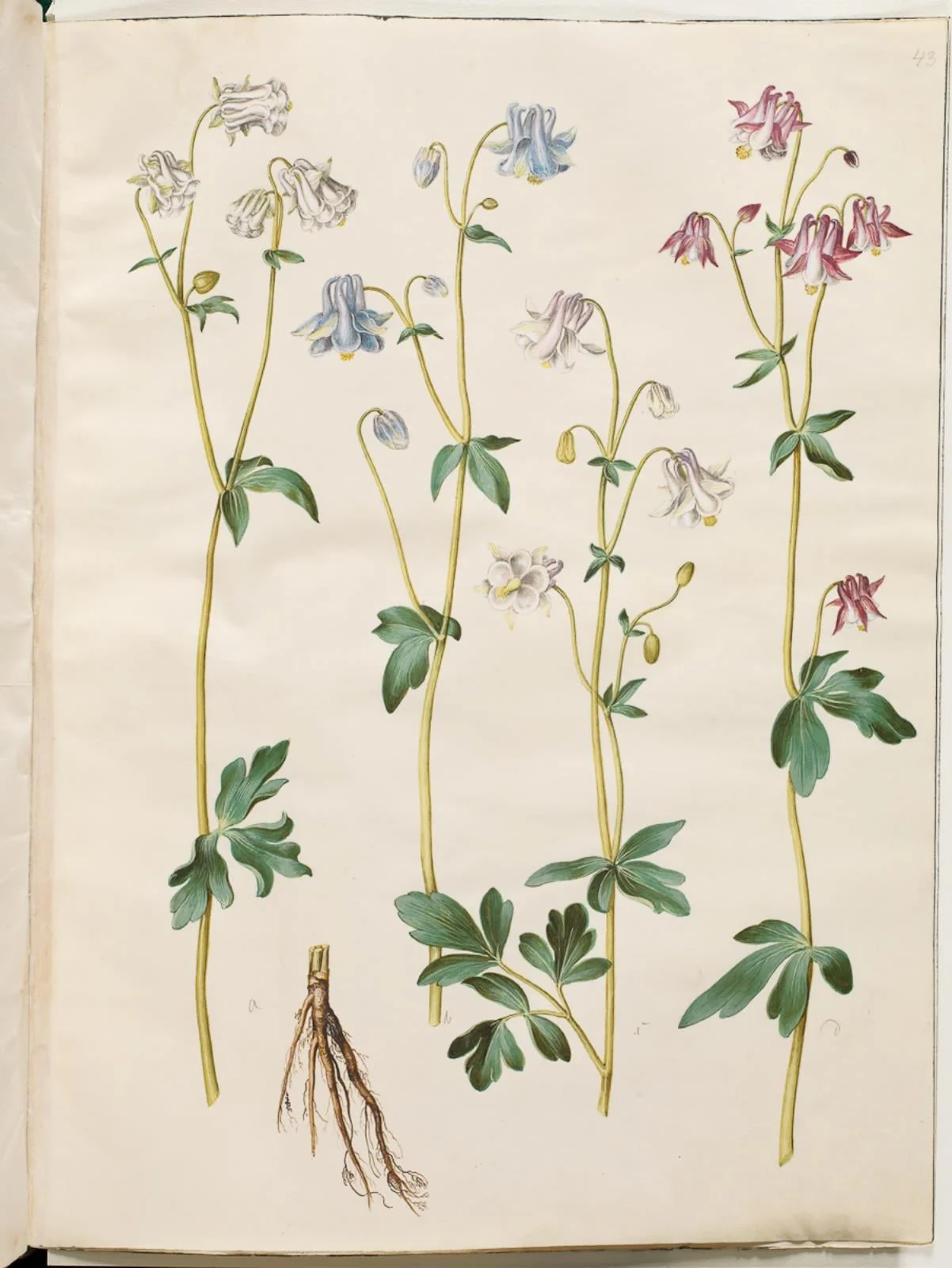 Aquilegia vulgaris (almindelig akeleje), detail