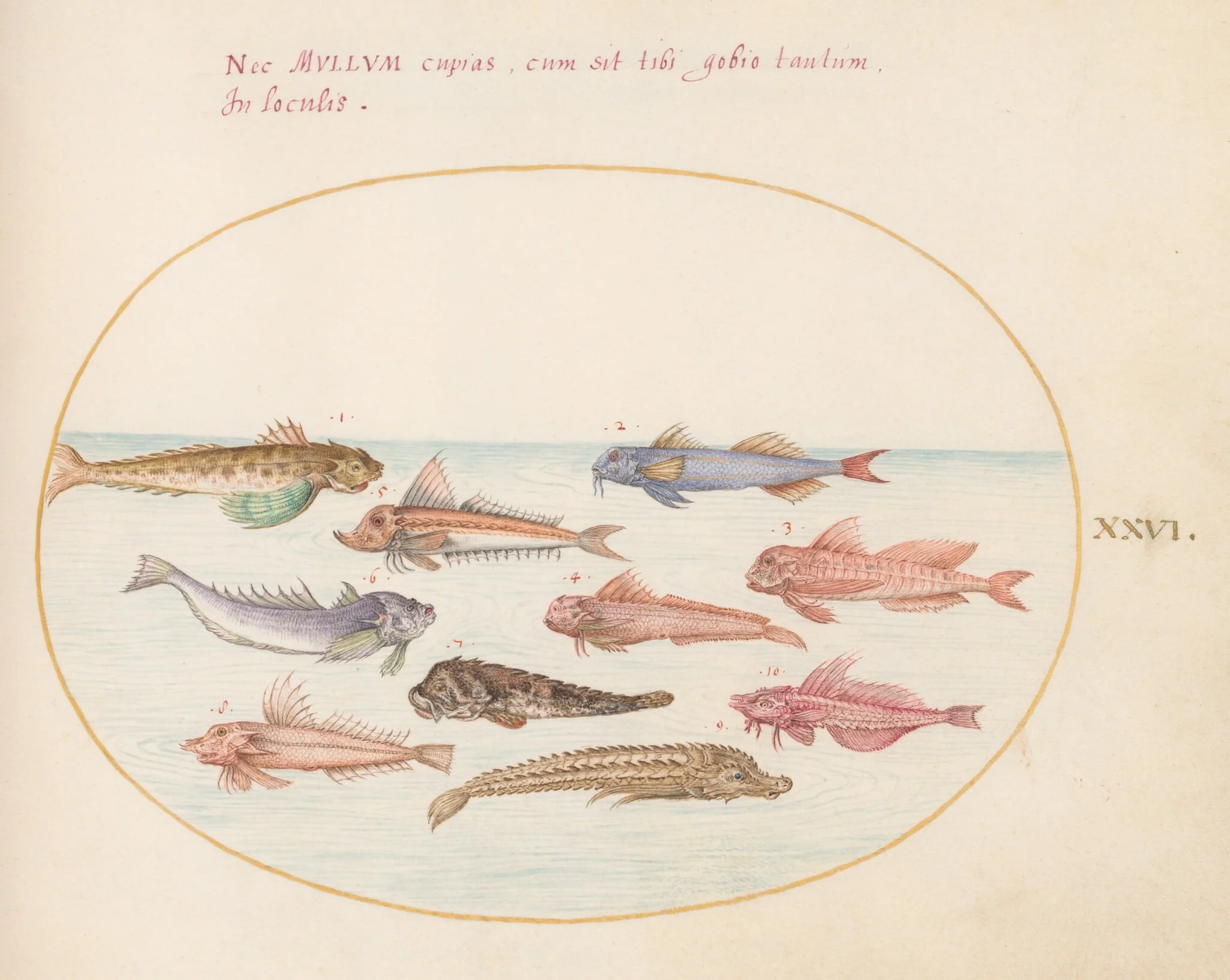 Plate 26: Gurnards, Dragonets, and Other Fish, detail