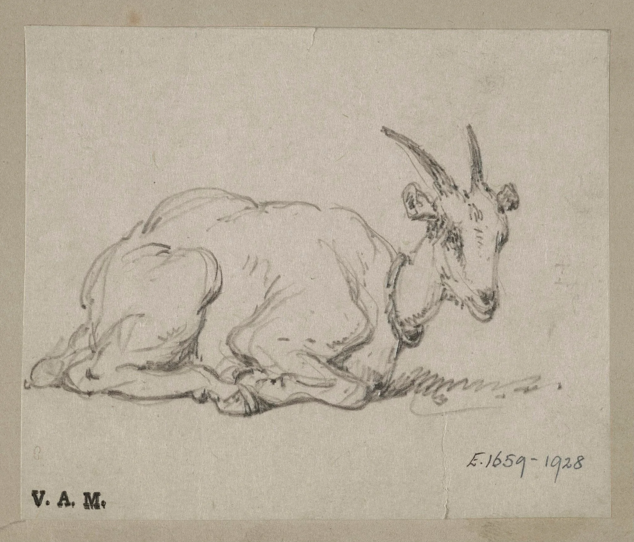 A goat on its haunches, detail