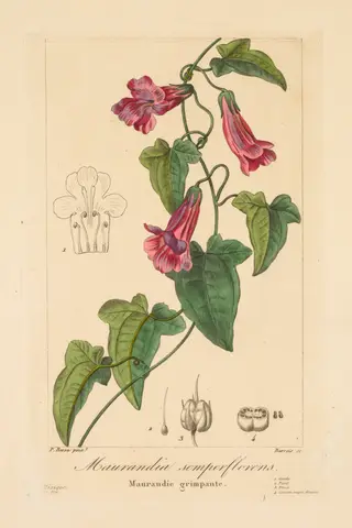 Flore des Jardiniers, Amateurs et Manufacturiers:  Maurandia semperflorens, by Jean Pierre Frederic Barrois, 1836