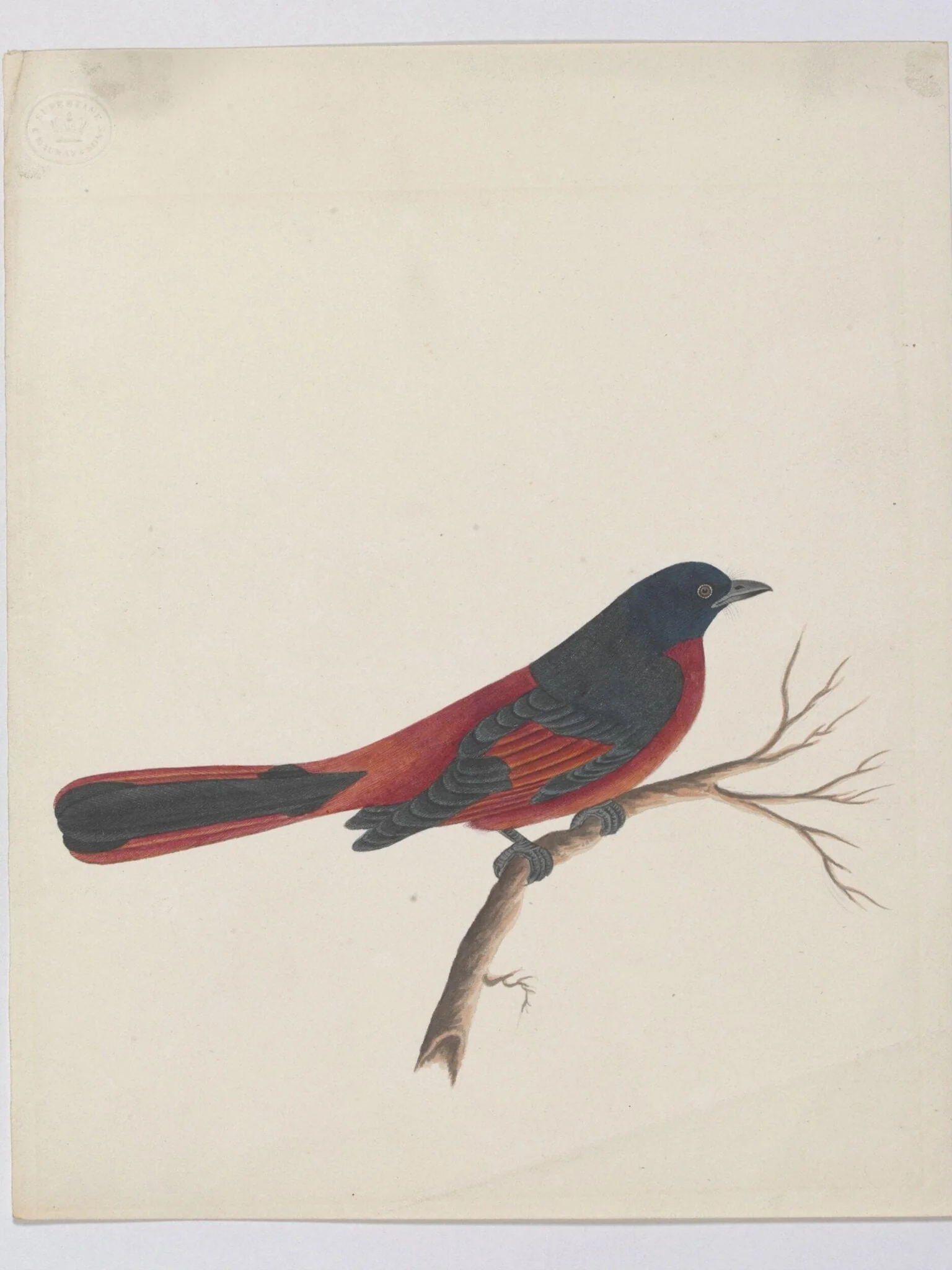 Scarlet minivet, detail