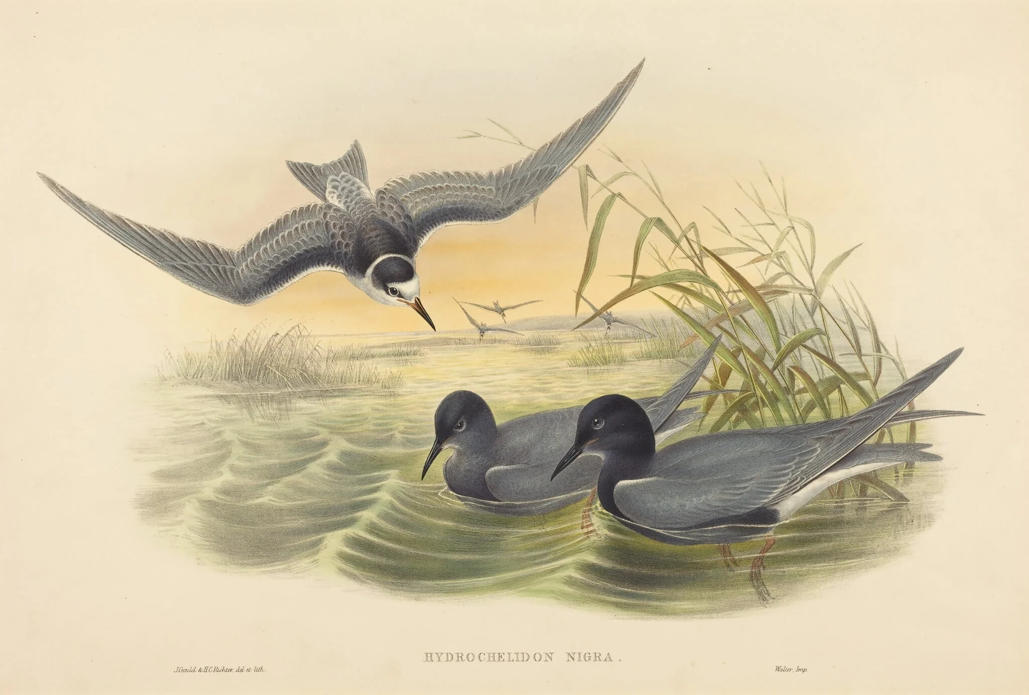 Hydrochelidon nigra, detail
