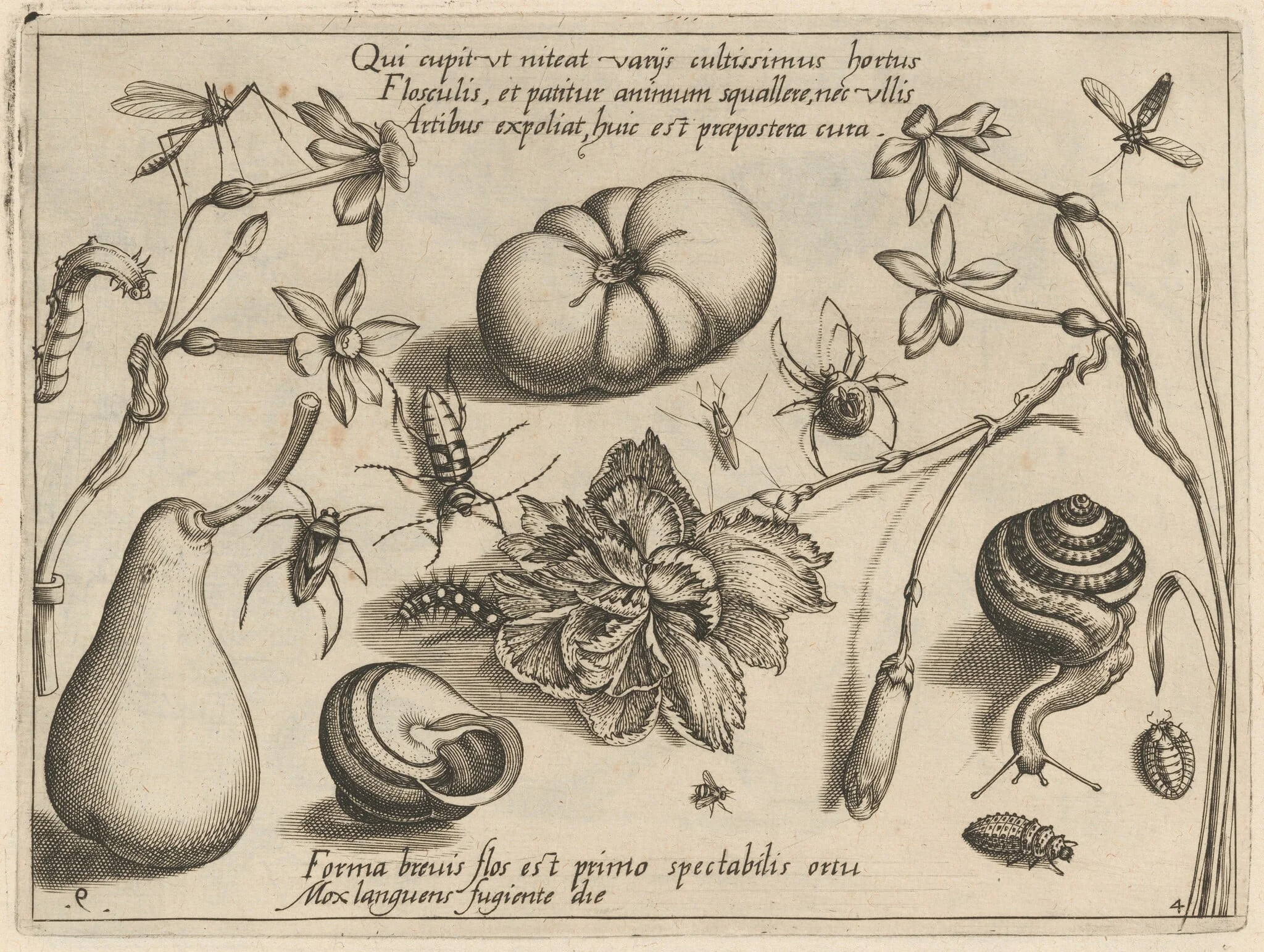 Archetypa studiaque patris Georgii Hoefnagelii [Part 4, Plate 9], detail