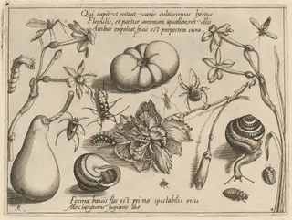 Archetypa studiaque patris Georgii Hoefnagelii [Part 4, Plate 9], by Jacob Hoefnagel, ink, 1592