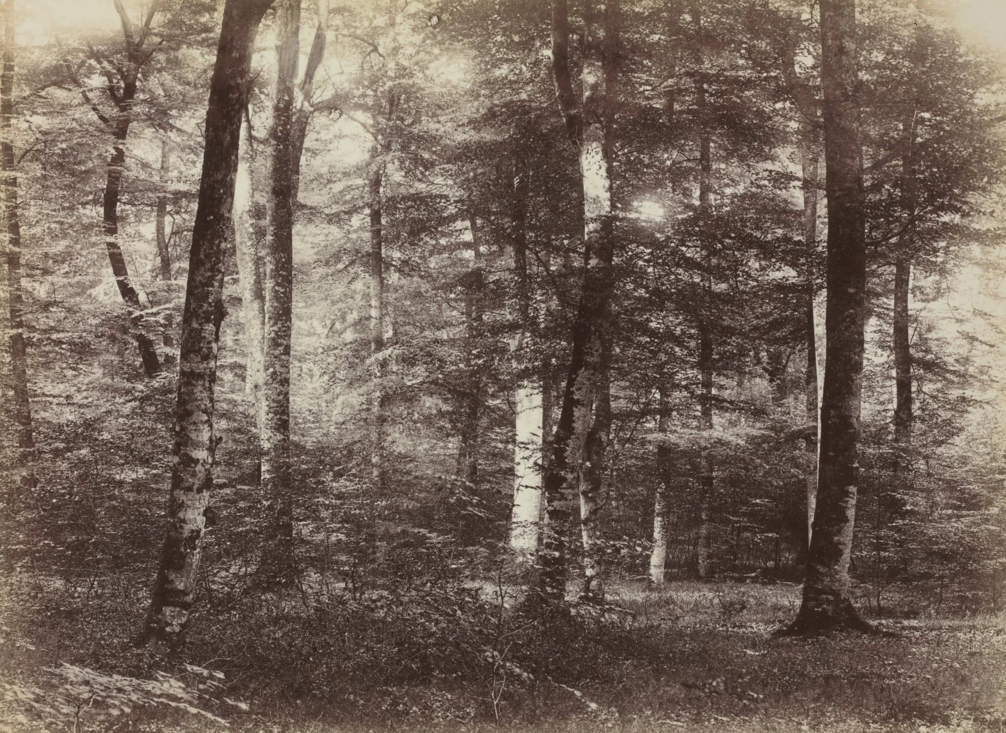 Untitled (The Forest of Fontainebleau), detail