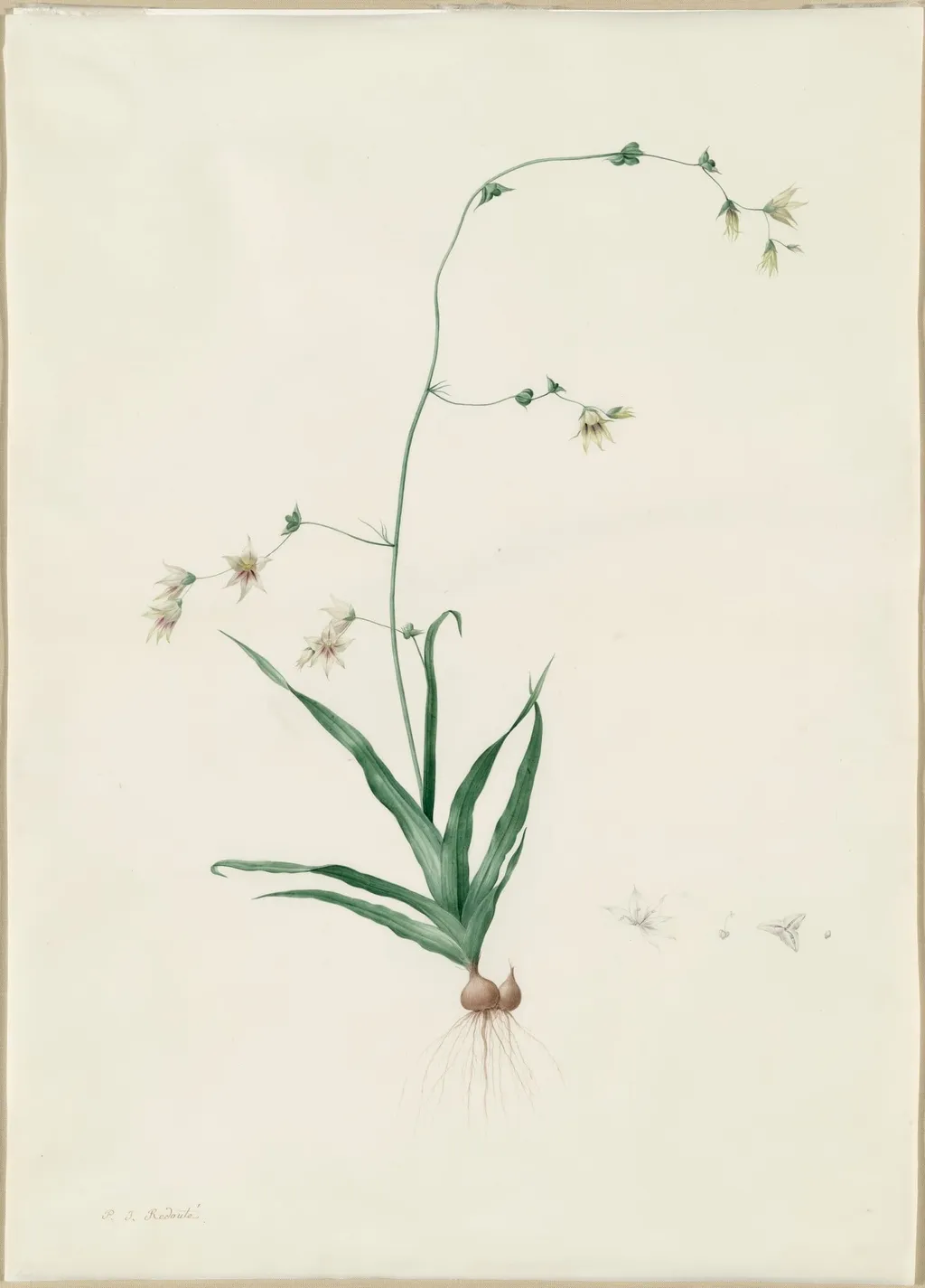 Diasia iridifolia, by Pierre Joseph Redouté, watercolor, 1809