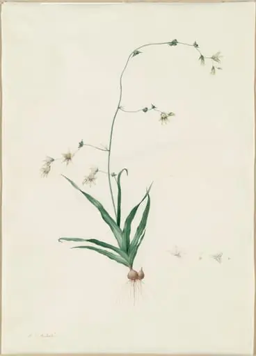 Diasia iridifolia, by Pierre Joseph Redouté, watercolor, 1809