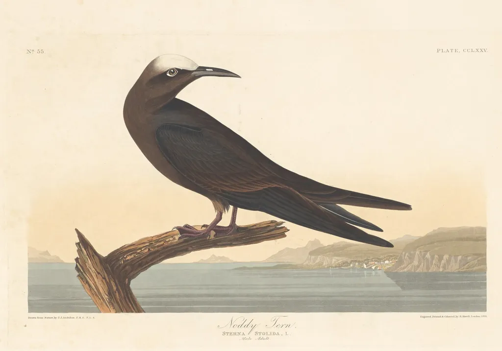 Noddy Tern, by Havell, Jr., Robert, ink, 1835