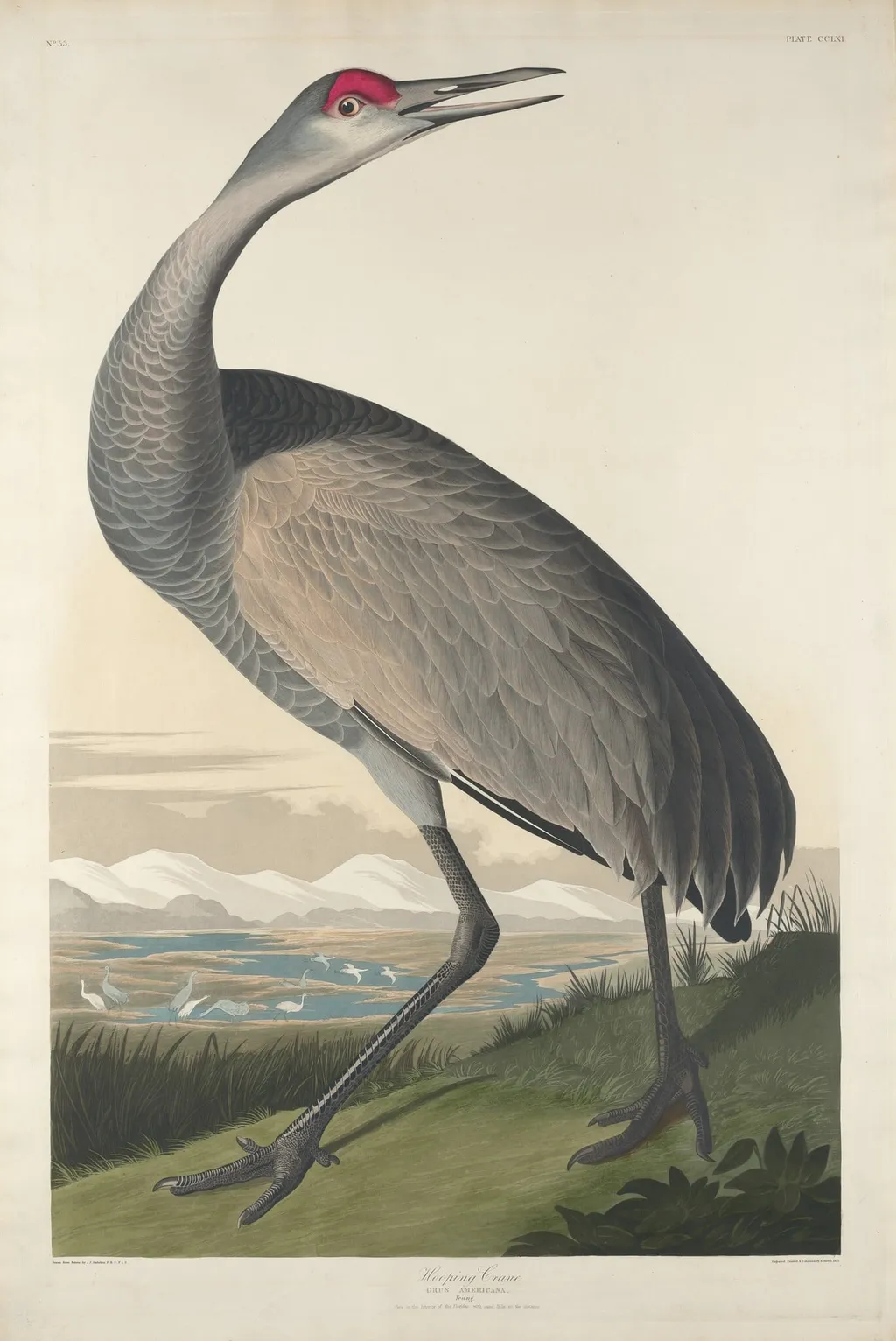 Hooping Crane, by Robert Havell Jr., ink, 1835