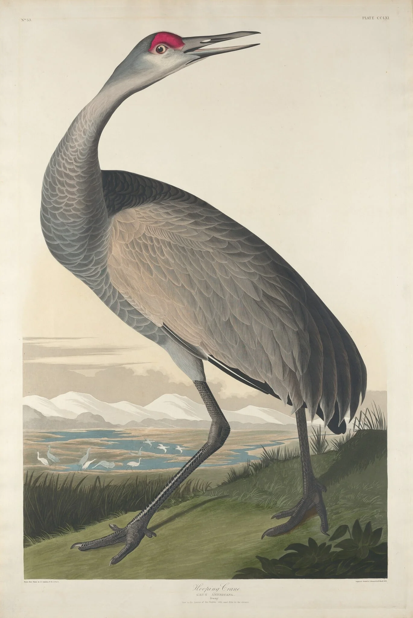 Hooping Crane, detail