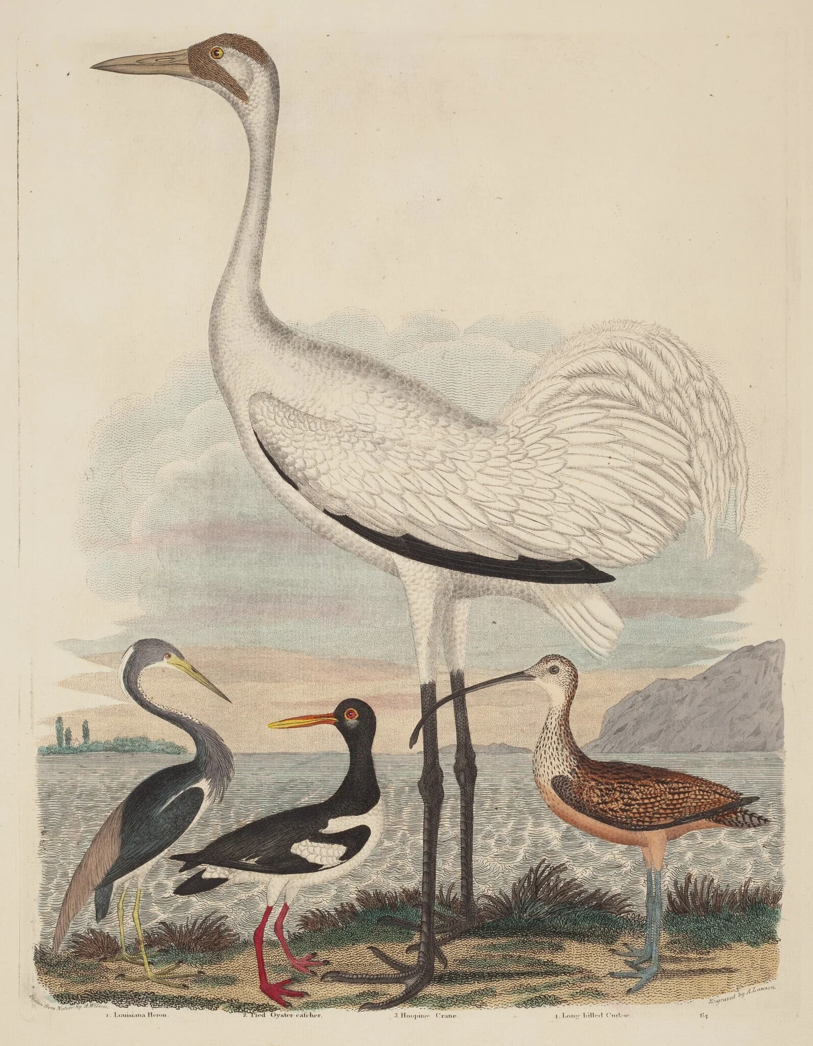 Louisiana Heron, Pied Oyster-catcher, Hooping Crane, and Long-billed Curlew, detail