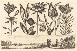 Flower Print no.11, by Nicolas Cochin, ink, 1645