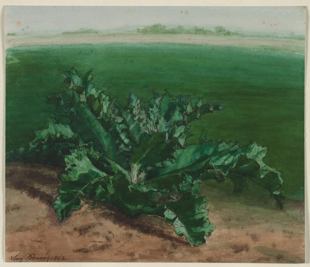 Study of a Plant, Possibly Thistle, detail