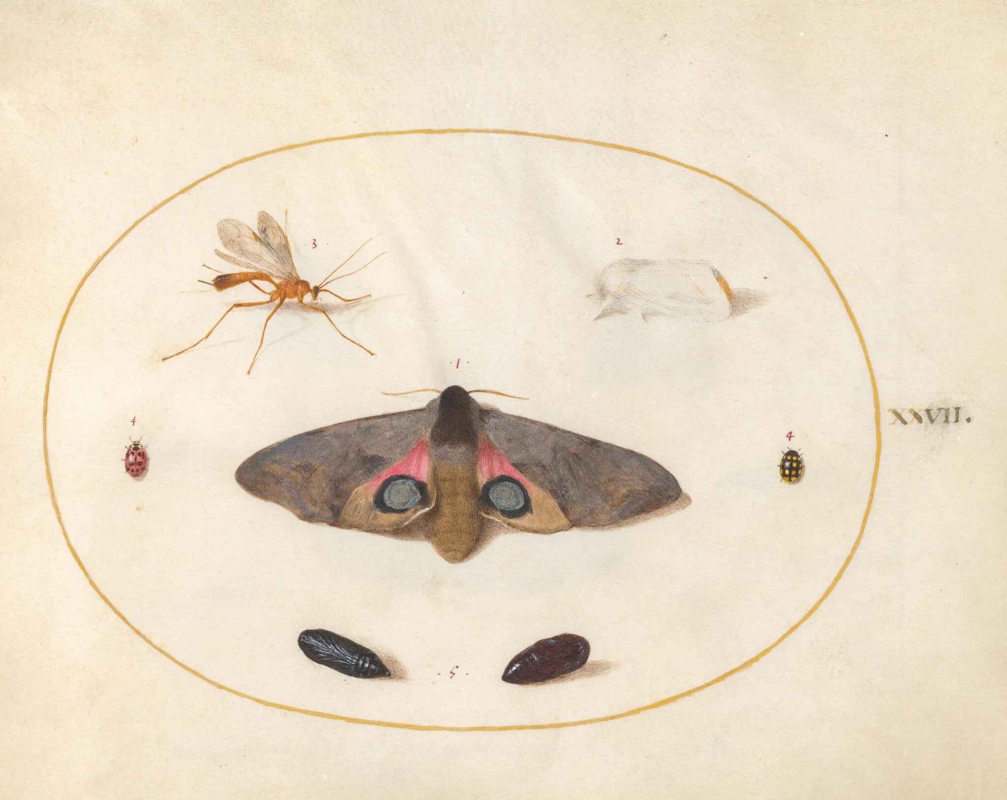 Plate 27: An Eyed Hawk-Moth, Two Chyrsalides, and Other Insects, detail
