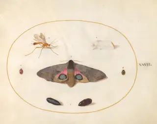 Plate 27: An Eyed Hawk-Moth, Two Chyrsalides, and Other Insects, by Joris Hoefnagel, gouache, 1594