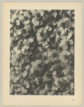 Achillea millefolium, by Karl Blossfeldt, 1928