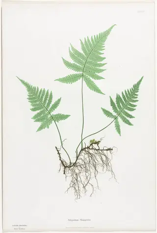 Ferns of Great Britain and Ireland:  Polypodium Phegopteris, by Henry Bradbury, 1856
