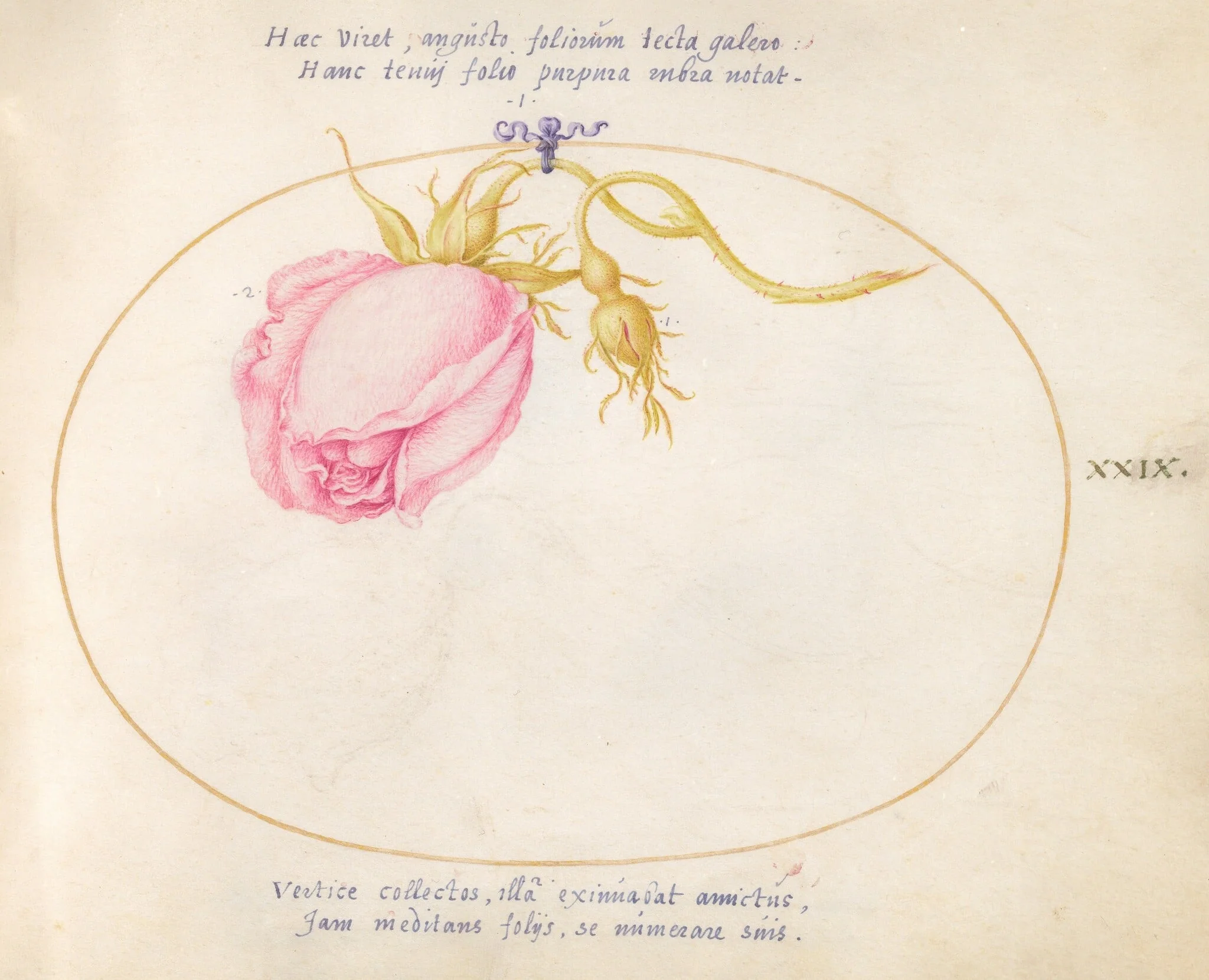 Plate 29: Pink Rose and Rosebud, detail