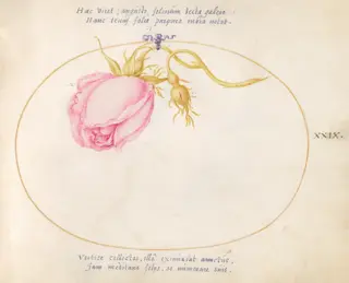 Plate 29: Pink Rose and Rosebud, by Joris Hoefnagel, gouache, 1594