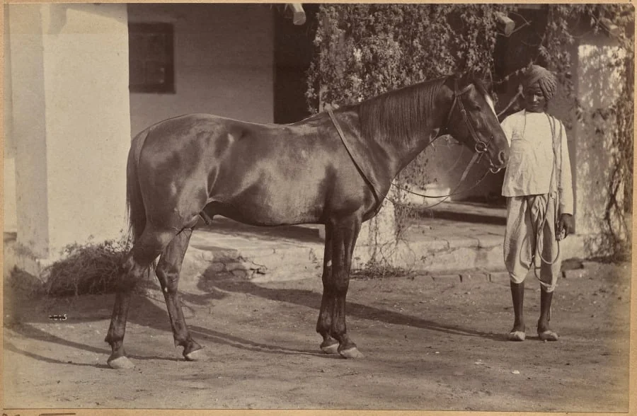 Captain Bailward's horses (recto, bottom), detail
